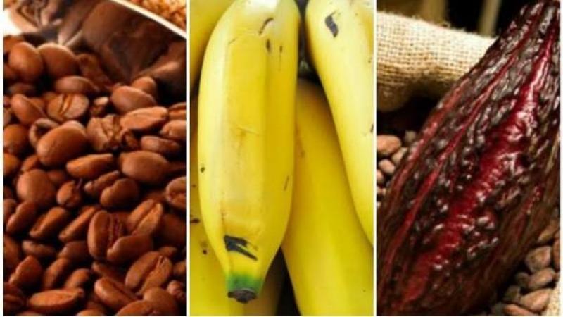Exportaciones agrícolas orgánicas alcanzaron los US$ 380.335.000 hasta abril de 2026, mostrando un alza de 18.2%