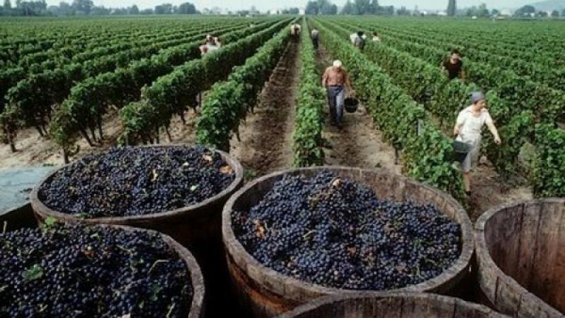 Exportaciones agroindustriales de la región Ica sumaron US$ 1.956 millones entre enero y noviembre de 2024