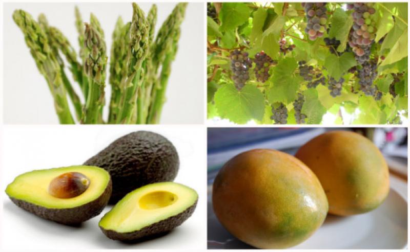 EXPORTACIONES AGROPECUARIAS CRECIERON 28% 