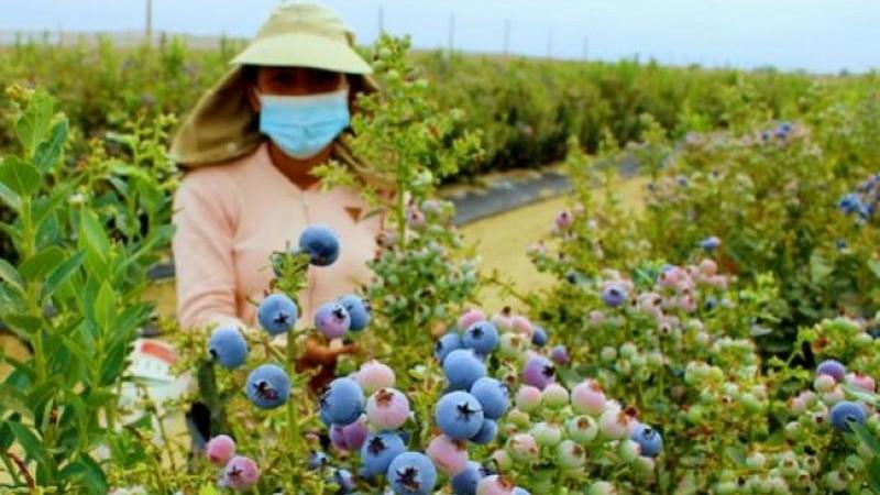 Exportaciones agropecuarias de La Libertad sumaron US$ 374 millones este primer trimestre