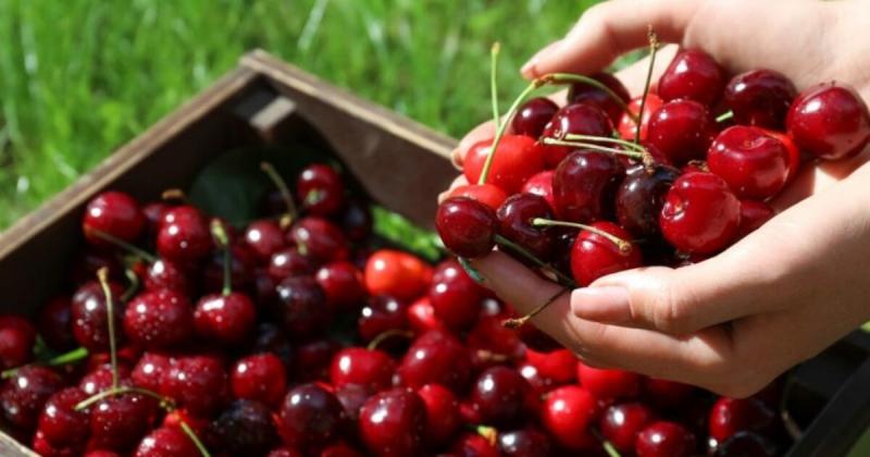 Exportaciones chilenas de fruta suman 2.947.000 toneladas por US$ 6.889 millones entre enero y noviembre de 2023