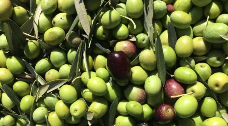 Exportaciones de aceituna de Perú van al alza y  suman 2.940 toneladas por US$ 5.73 millones en abril de 2025