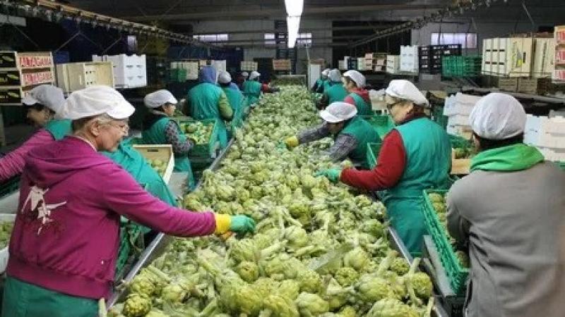 Exportaciones de alcachofa de Perú alcanzan las 2.239 toneladas en abril de 2024, mostrando una caída de -23%