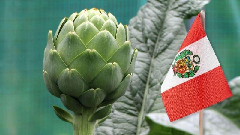 Exportaciones de alcachofa de Perú alcanzaron las 3.093 toneladas en mayo de 2025, mostrando un alza de 14%