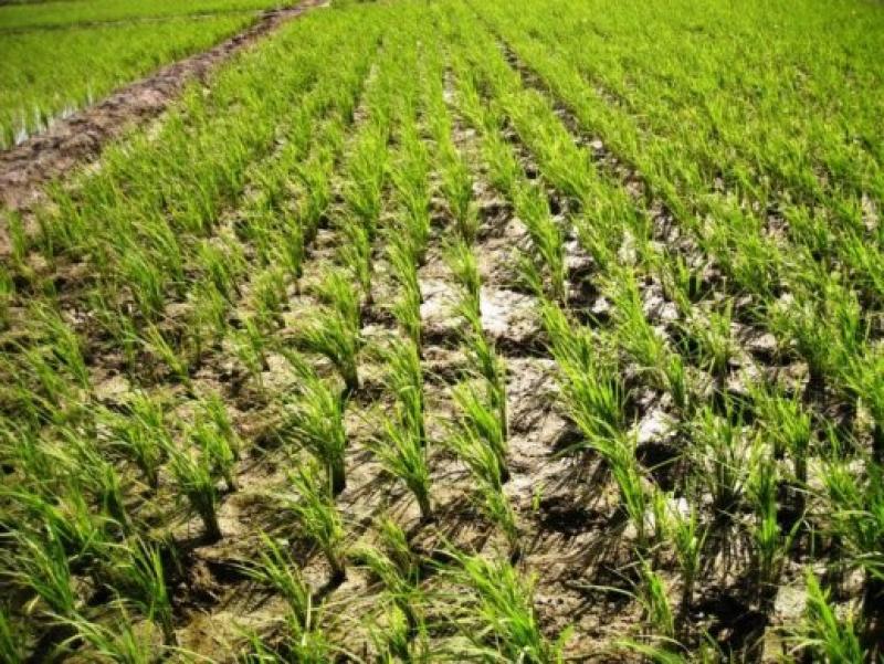 EXPORTACIONES DE ARROZ LAMBAYECANO INCREMENTARON EN 1431.87% 