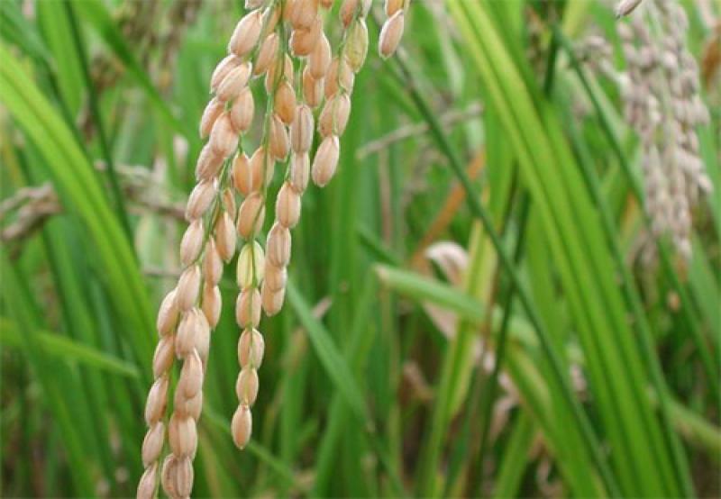 EXPORTACIONES DE ARROZ PERUANO SUMARON MÁS DE US$ 19 MILLONES