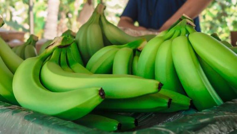 Exportaciones De Banano Empiezan A Mejorar En Las últimas Semanas