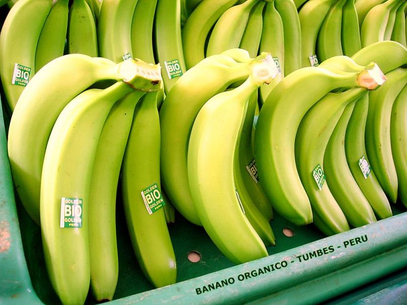 EXPORTACIONES DE BANANO ORGÁNICO CRECIERON 31,4%