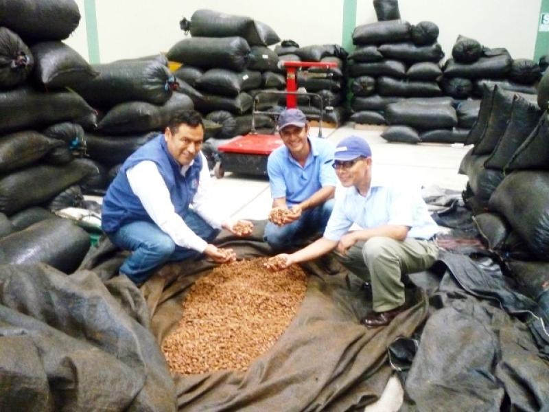 EXPORTACIONES DE CACAO DE APROCAM CRECEN 185% LOS DOS ÚLTIMOS AÑOS