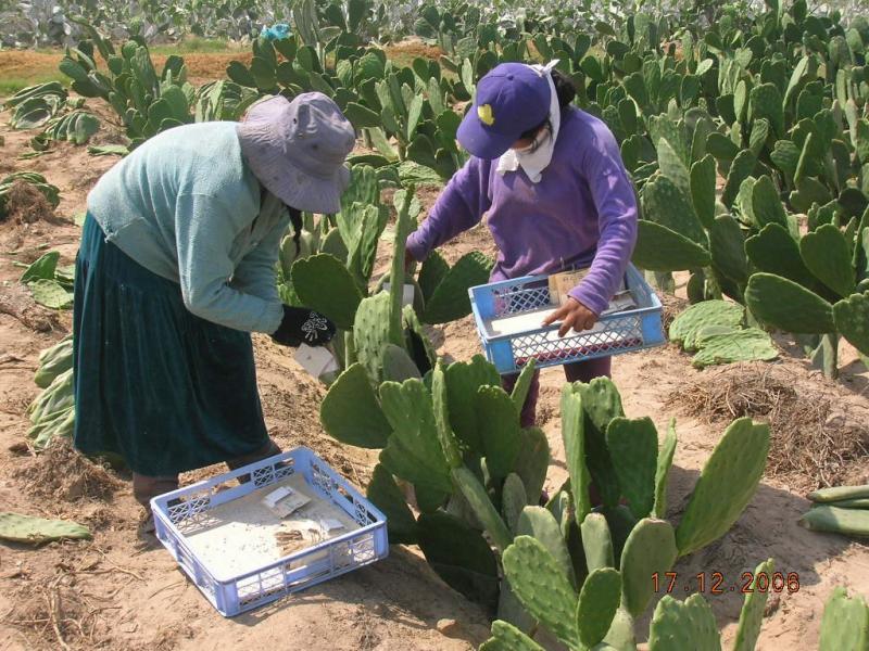 EXPORTACIONES DE CARMÍN COCHINILLA CRECIERON 122,7%