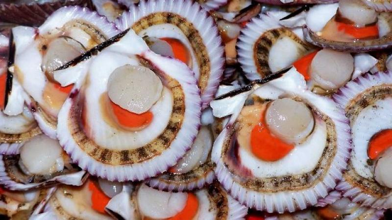 Exportaciones de conchas de abanico por parte de Perú registraron alza de 96.1% en 2024