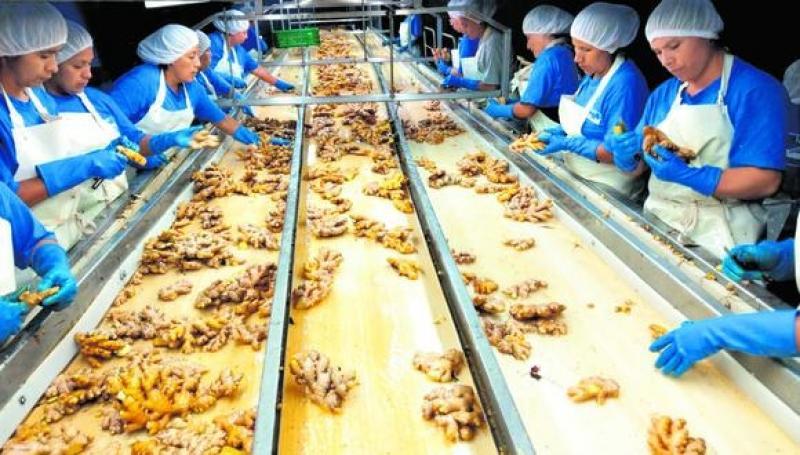 Exportaciones de jengibre sumaron 42.098 toneladas en lo que va de 2023