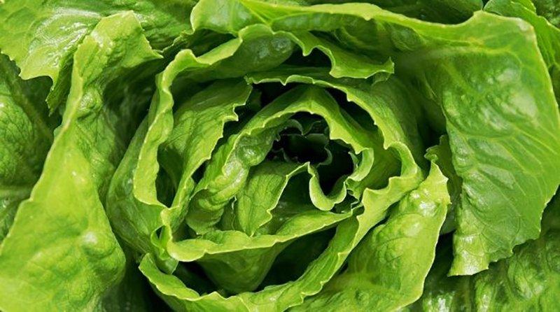 Exportaciones de lechuga fresca llegan a valores de US$ 619 mil