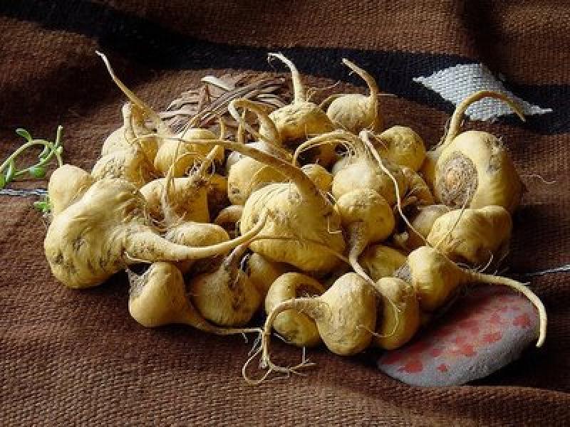 EXPORTACIONES DE MACA SEGUIRÁN CRECIENDO EN EL 2011