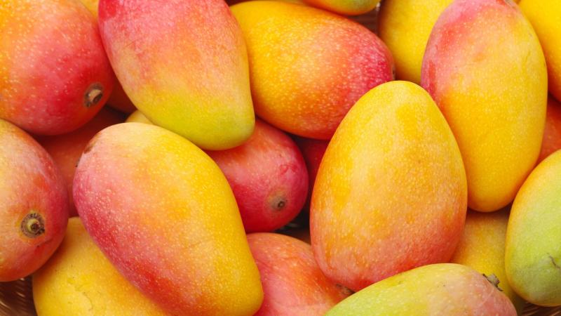 Exportaciones de mango fresco caen 45.9% en volumen hasta la semana 52