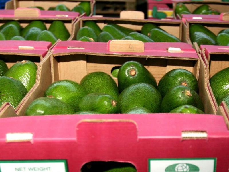 EXPORTACIONES DE PALTA A MÉJICO NO SON VIABLES EN EL CORTO PLAZO