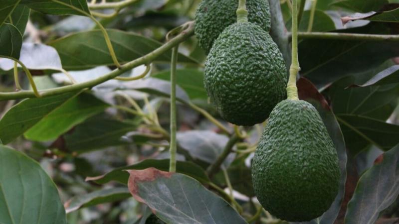 Exportaciones de palta Colombia a Estados Unidos se triplican en volumen en el primer semestre del 2024