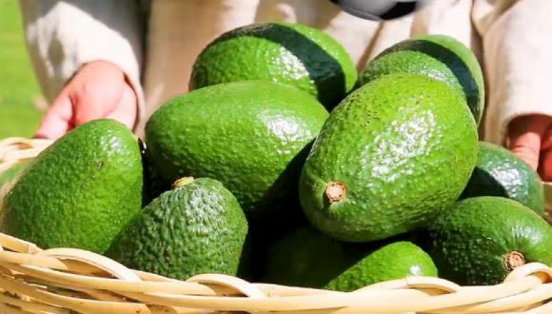 Exportaciones de palta de Perú sumaron US$ 22 millones en enero de 2024