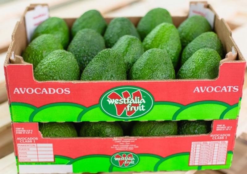 Exportaciones de palta fresca de Westfalia Fruit Perú aumentarían 30% este año