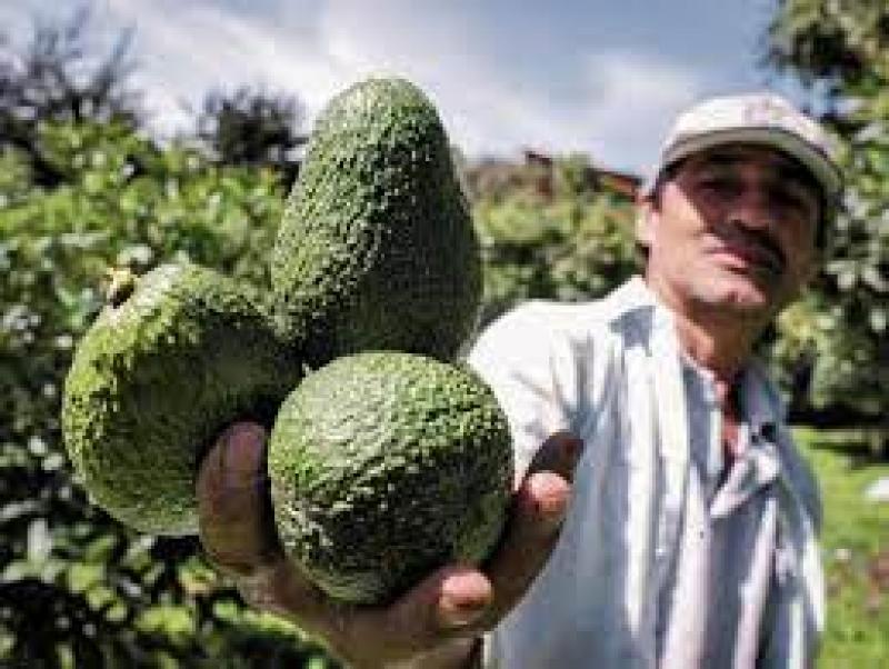 Exportaciones de palta Hass por parte de Colombia crecerían 25% en volumen este año