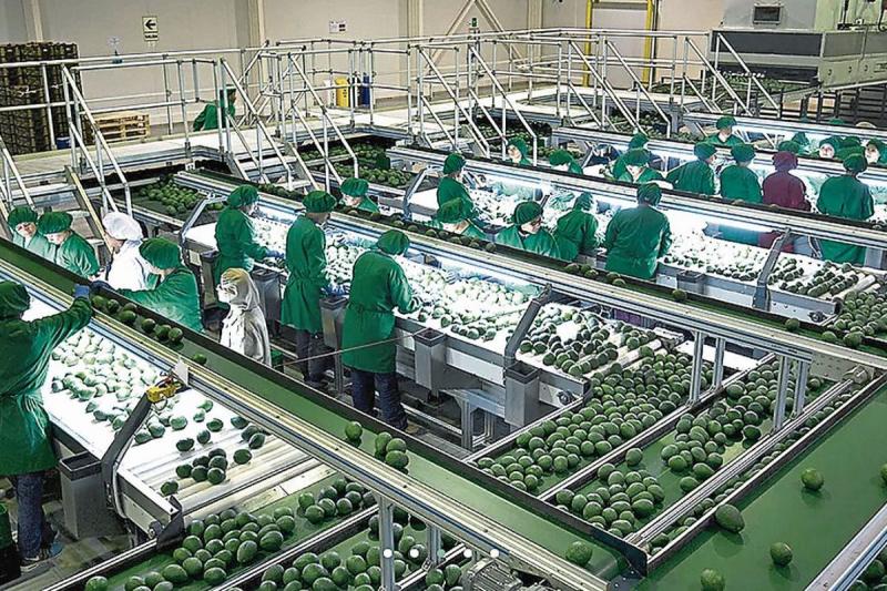 Exportaciones de palta por parte de Agrícola Cerro Prieto aumentarían 37.6% este año