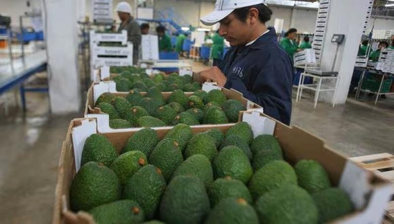 Exportaciones de palta sumarían US$970 millones este año