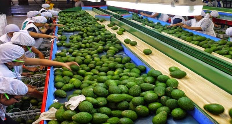 EXPORTACIONES DE PALTA SUMARON US$ 112 MILLONES DURANTE ENERO-MAYO DE 2015