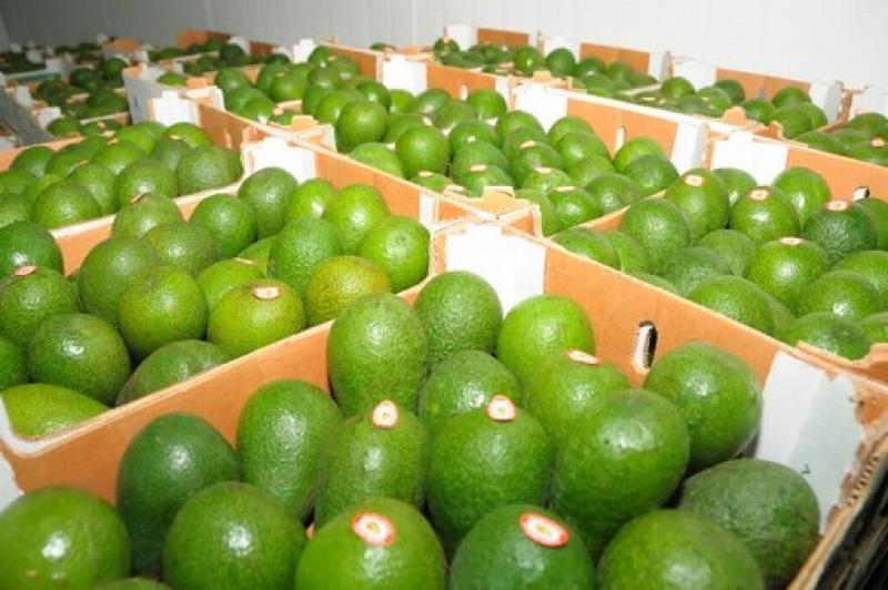 EXPORTACIONES DE PALTA SUMARON US$ 307.9 MILLONES