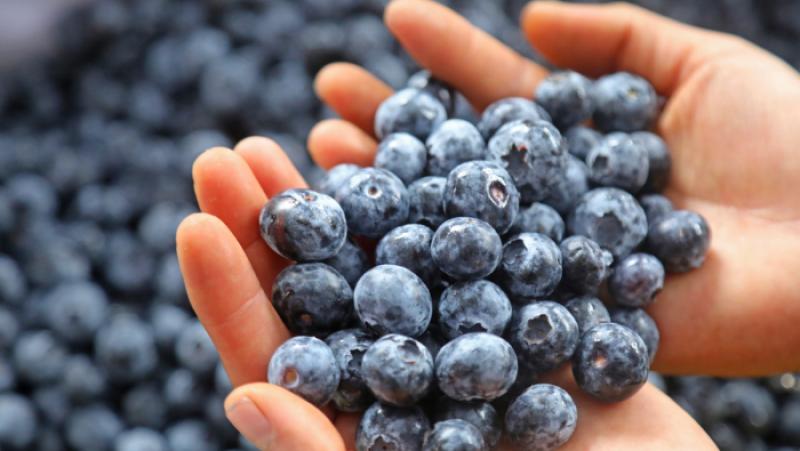 Exportaciones de productos agrícolas orgánicos por parte de Perú sumaron US$ 776.679.200 entre enero y noviembre de 2024