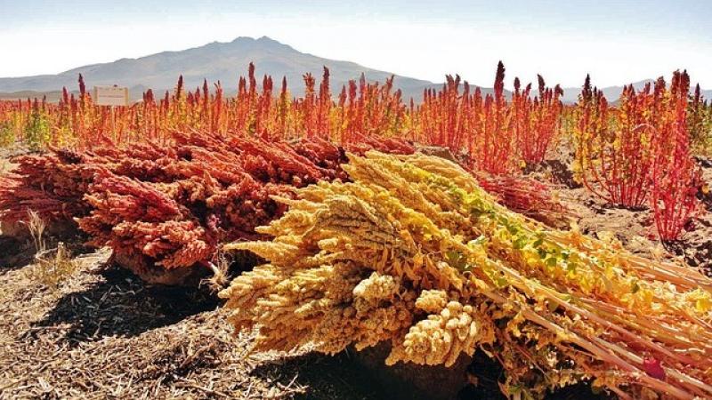 Exportaciones de quinua de Perú caen -31% en volumen en junio de 2025