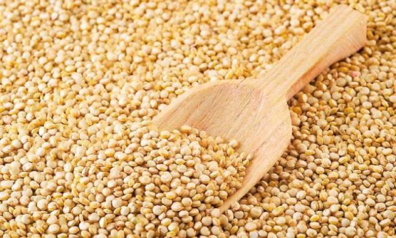 EXPORTACIONES DE QUINUA SUMARON US$ 74 MILLONES EN PRIMER SEMESTRE DEL AÑO