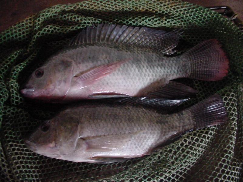 EXPORTACIONES DE TILAPIA CRECIERON 11.6% DURANTE ENERO-AGOSTO DEL 2014