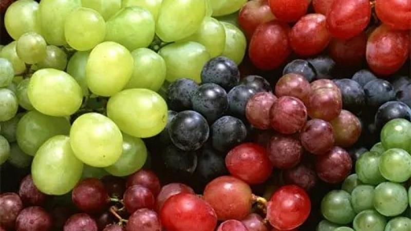 Exportaciones de uva de mesa chilena crecerían 16,5 % en la temporada 2026-27