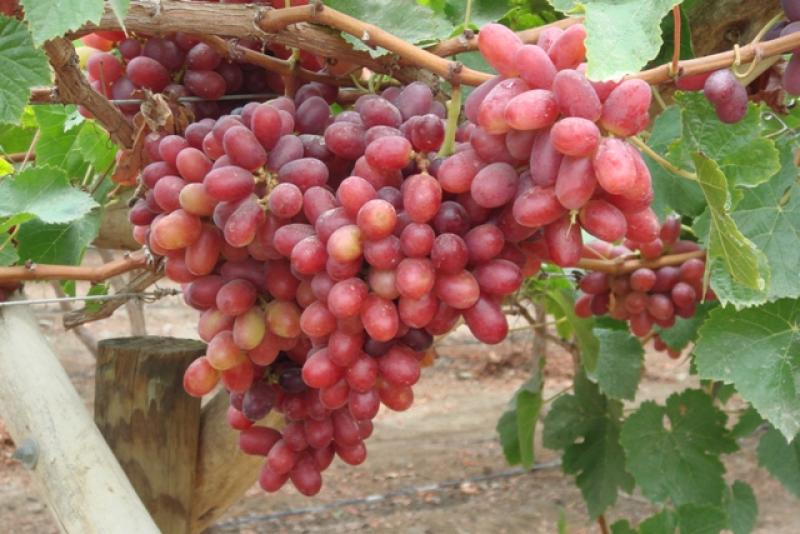 EXPORTACIONES DE UVAS FRESCAS INCREMENTAN EN MÁS DE 55% 