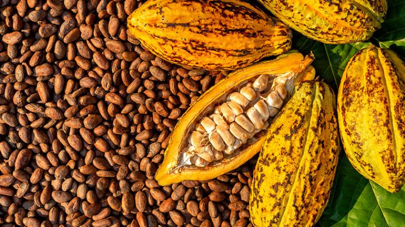 Exportaciones no tradicionales de Cajamarca se duplicaron en la primera mitad de 2025