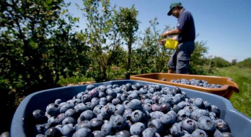 Exportaciones peruanas de arándanos frescos se acercarían a las 180 mil toneladas al cierre de la campaña 2020/2021