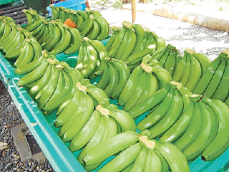 EXPORTACIONES PERUANAS DE BANANO SUMARON 190 MIL TONELADAS EL 2015