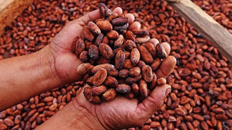 Exportaciones peruanas de cacao crecieron 48% en volumen y 170% en valor en junio de 2024