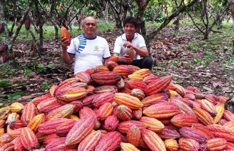 Exportaciones peruanas de cacao crecieron en valor 2.900% en 25 años