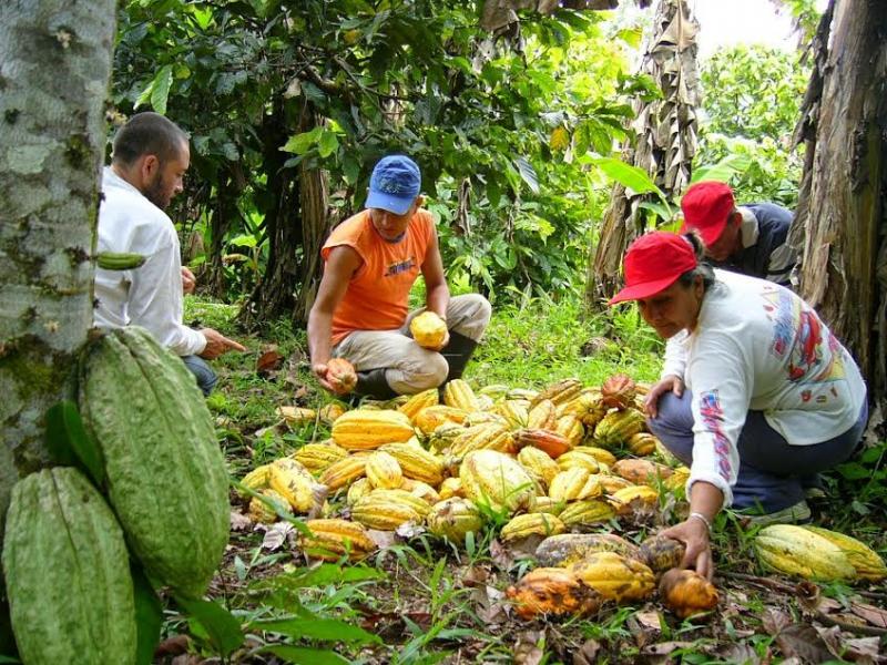 Exportaciones peruanas de cacao y sus derivados sumaron US$ 150.784.000 entre enero y julio del 2021, mostrando un incremento de 9%