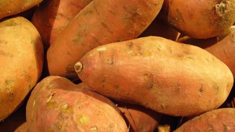 Exportaciones peruanas de camote alcanzaron  los US$ 3 millones en el primer semestre del año