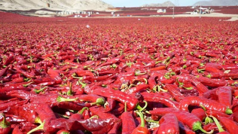 Exportaciones peruanas de capsicum sumaron US$ 184.344.000 entre enero y agosto de 2024, mostrando una reducción de -5%