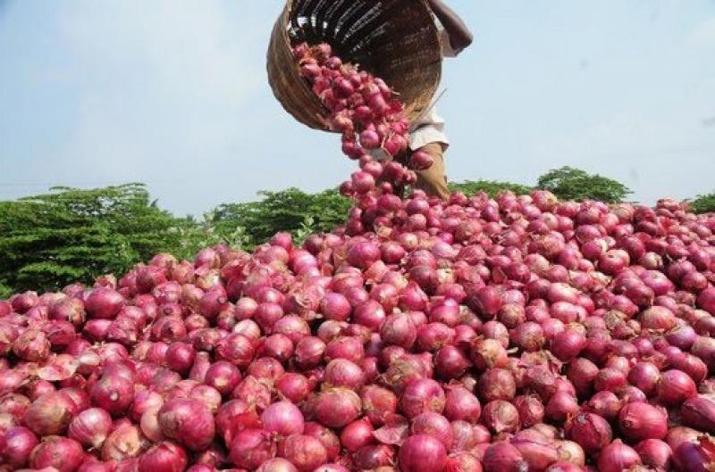 Exportaciones peruanas de cebolla cayeron 34% en el primer semestre del año