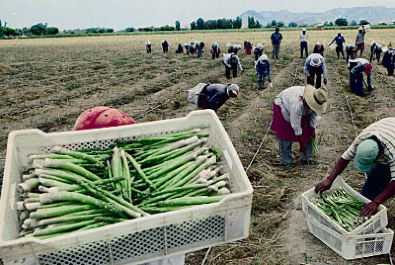 Exportaciones peruanas de espárragos caerían en valor 3% este año