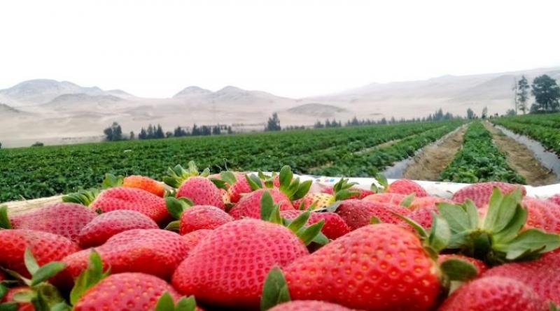 Exportaciones peruanas de fresas crecen 17% en volumen y 13.6% en valor en el primer trimestre de 2022