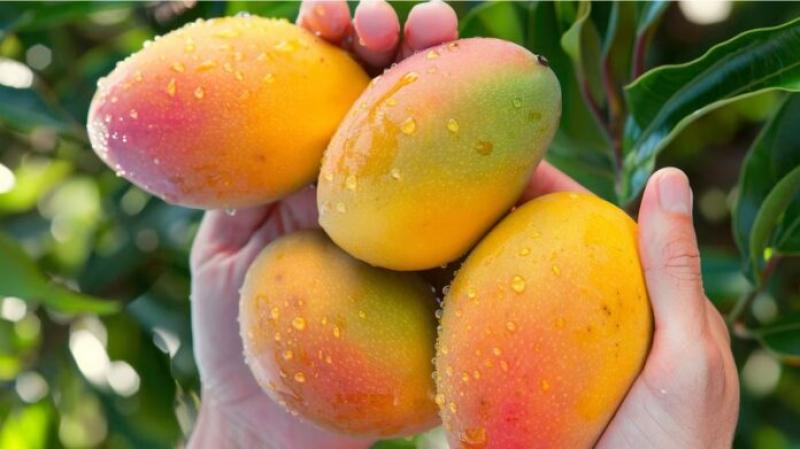 Exportaciones peruanas de frutas a Canadá crecen 53% en el primer trimestre de 2025