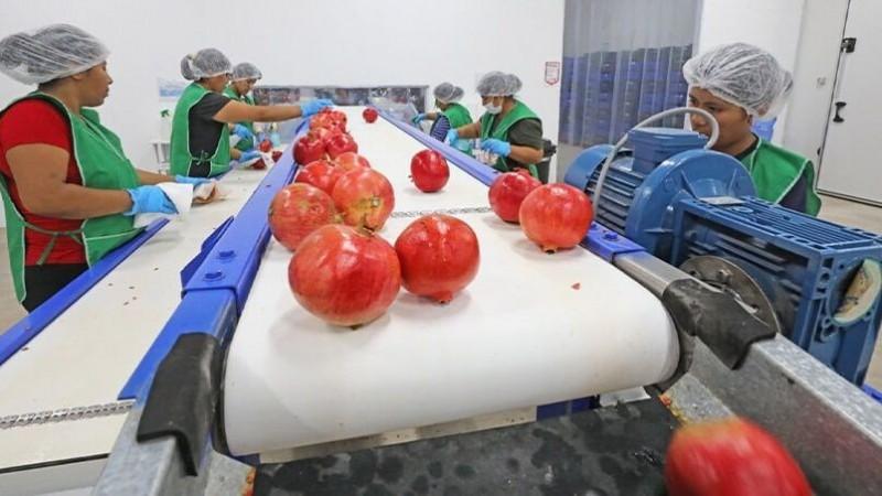 Exportaciones peruanas de granada crecieron en valor y volumen este primer trimestre