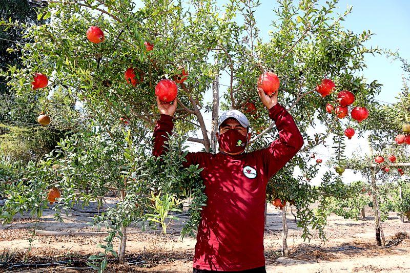 Exportaciones peruanas de granada fresca caen -12.8% en volumen a un mes de culminar la campaña