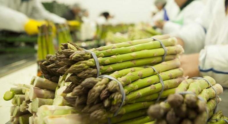 Exportaciones peruanas de hortalizas suman US$ 121 millones en enero de 2023, mostrando un crecimiento de +21.4%