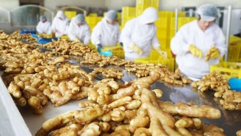 Exportaciones peruanas de jengibre fresco caen -24% en volumen y -30% en valor en abril de 2025